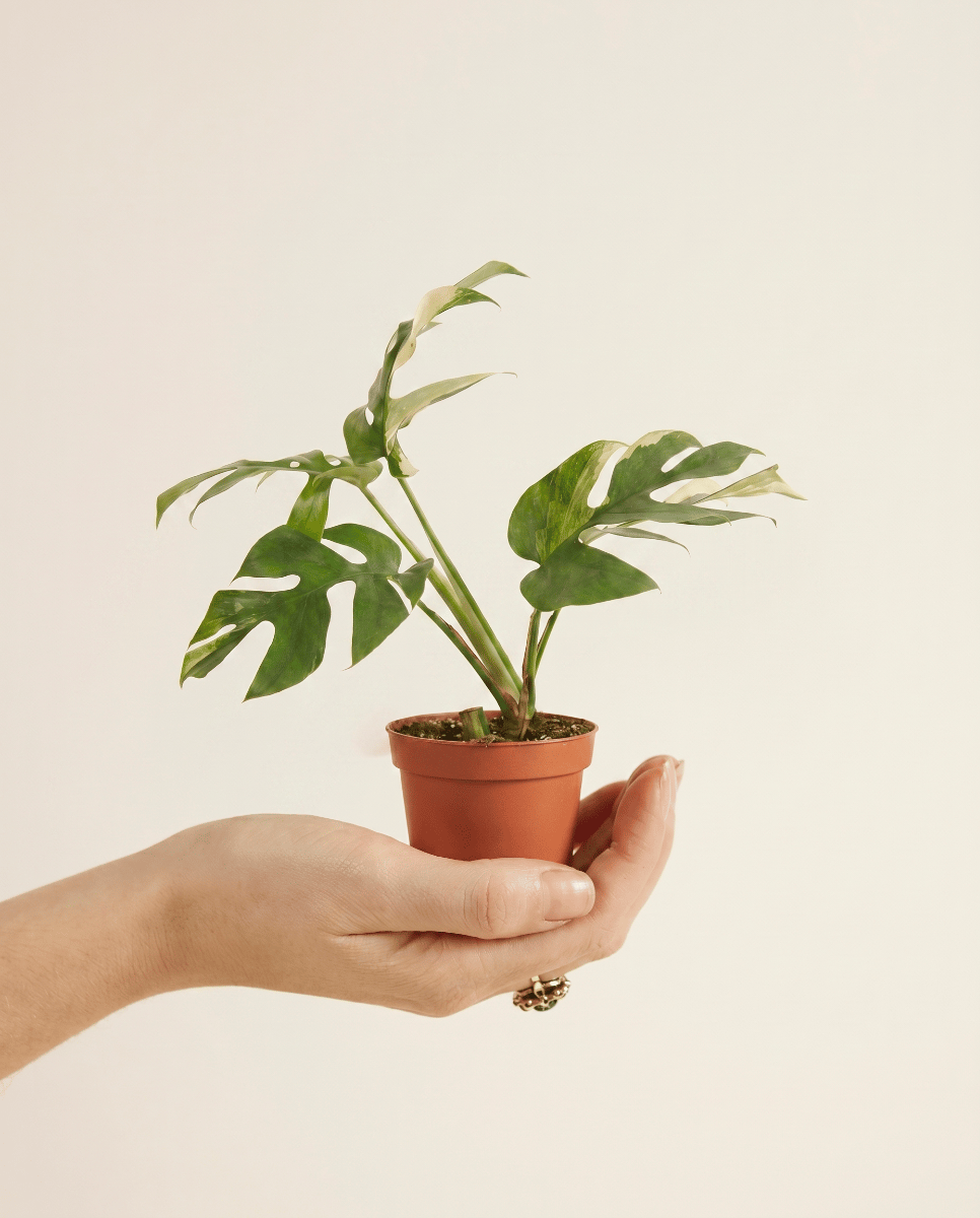 Baby Rhaphidophora Tetrasperma Mini Monstera
