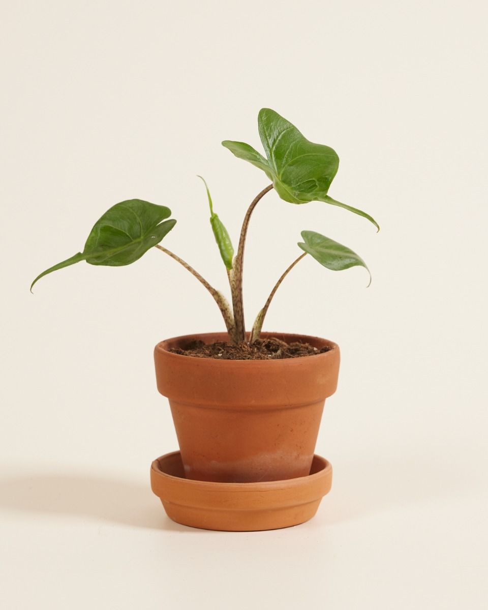 Baby Alocasia Elefantenohr Stingray