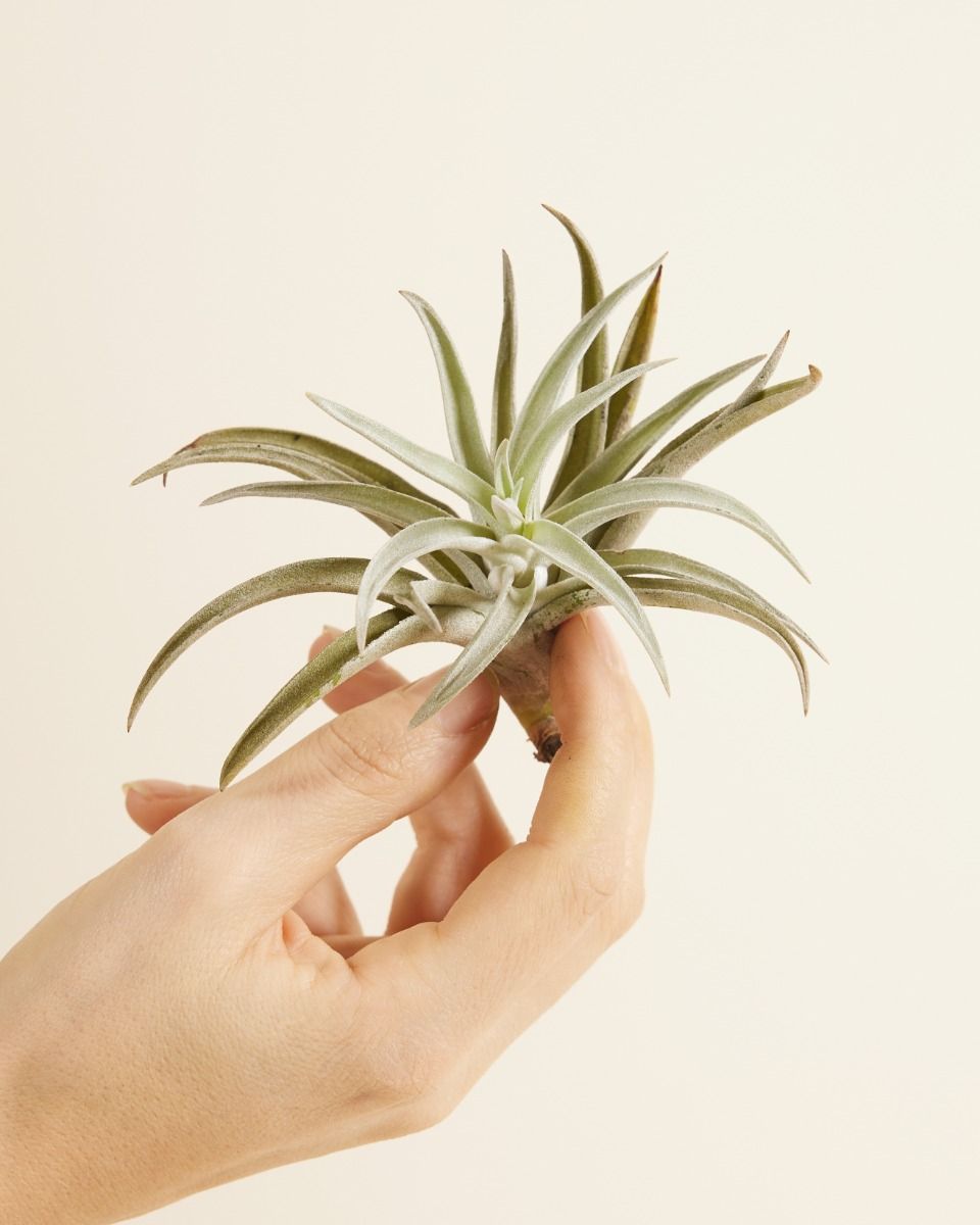 Baby Tillandsia Air plant Harrisii