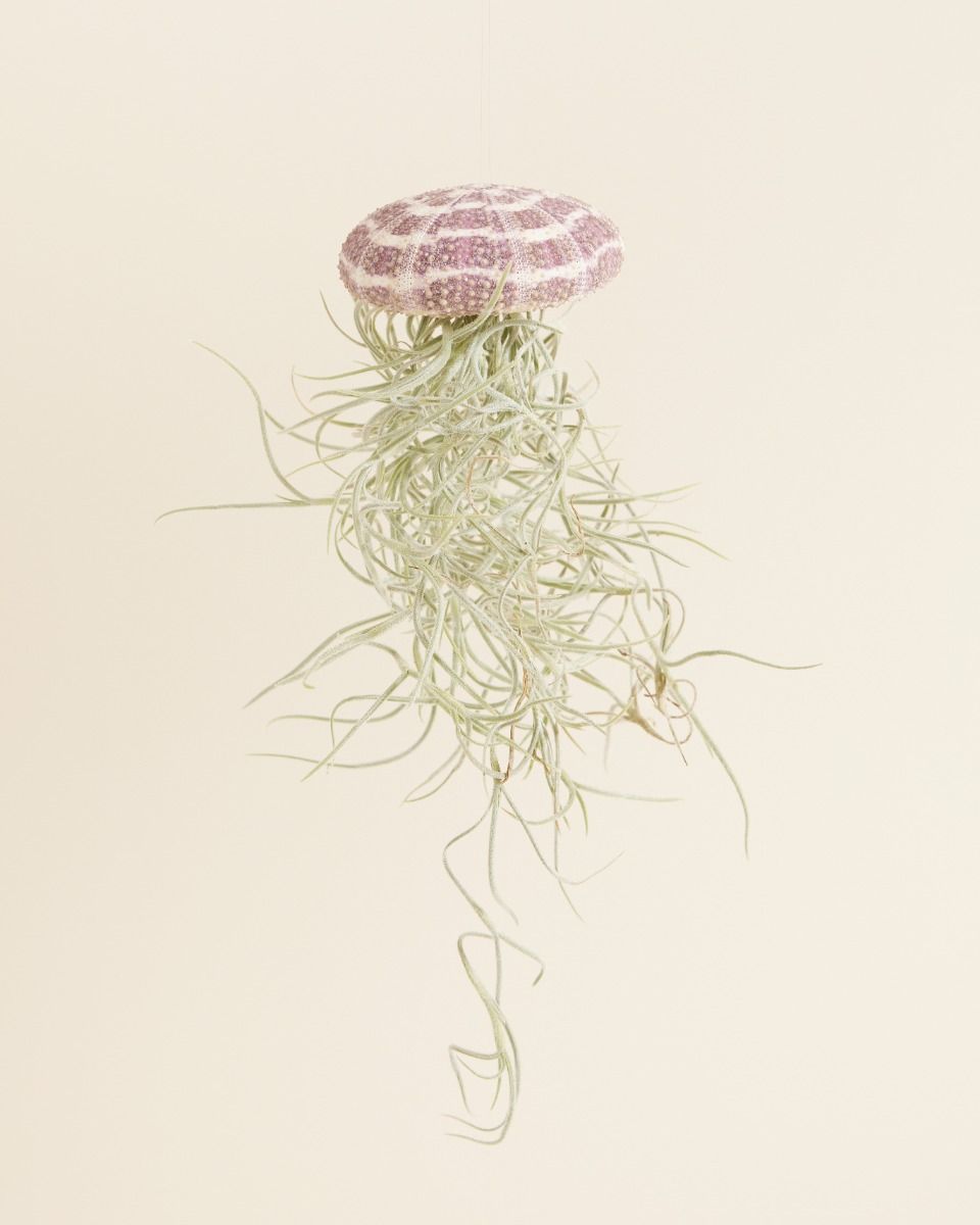 Baby Tillandsia Air plant Usneoides Large