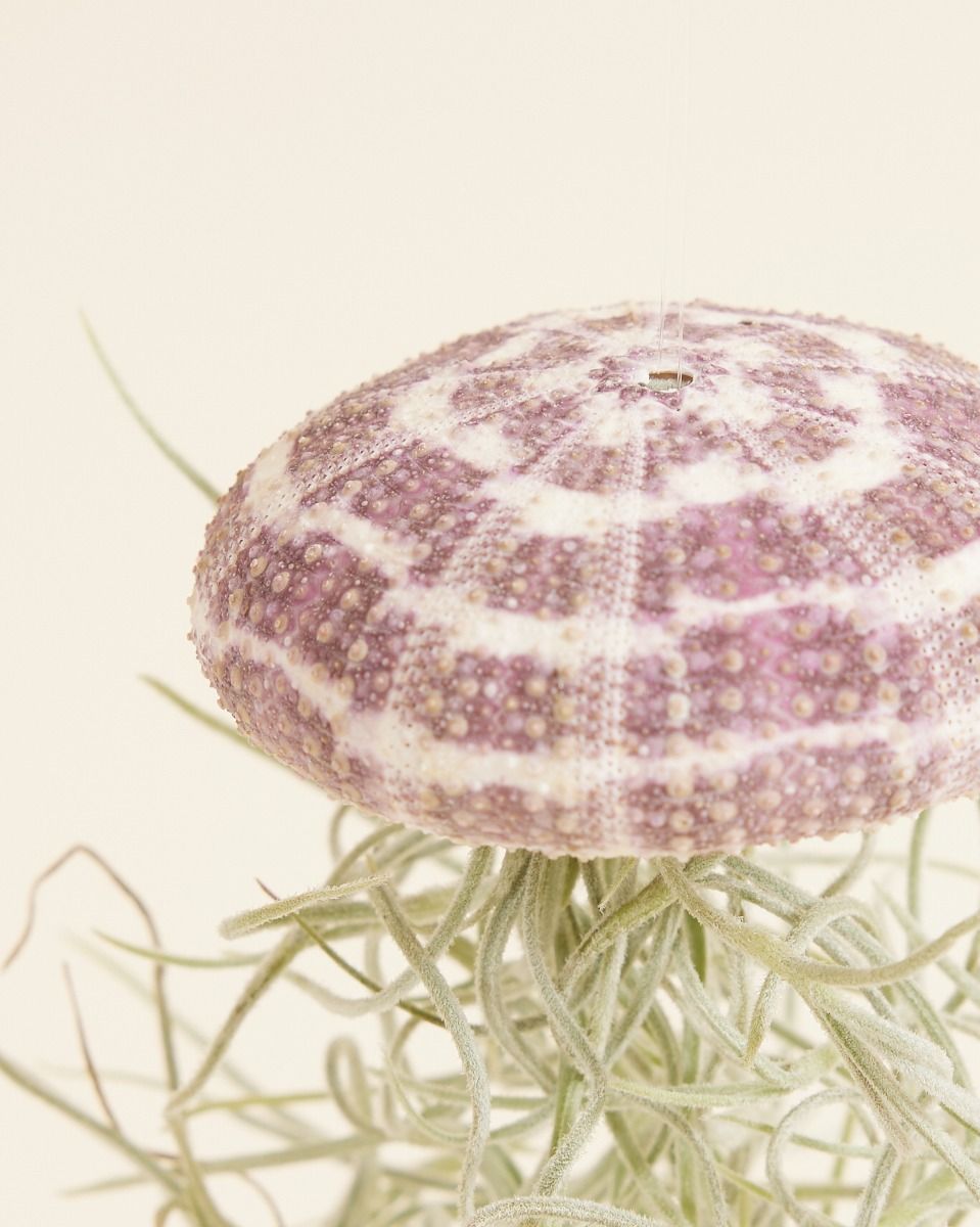 Baby Tillandsia Air plant Usneoides Large