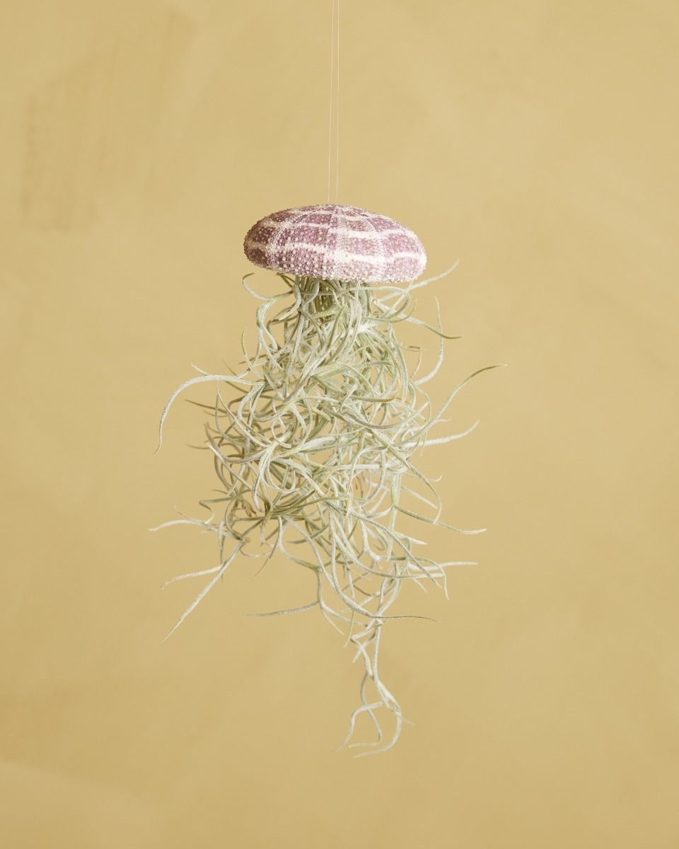 Baby Tillandsia Air plant Usneoides Large