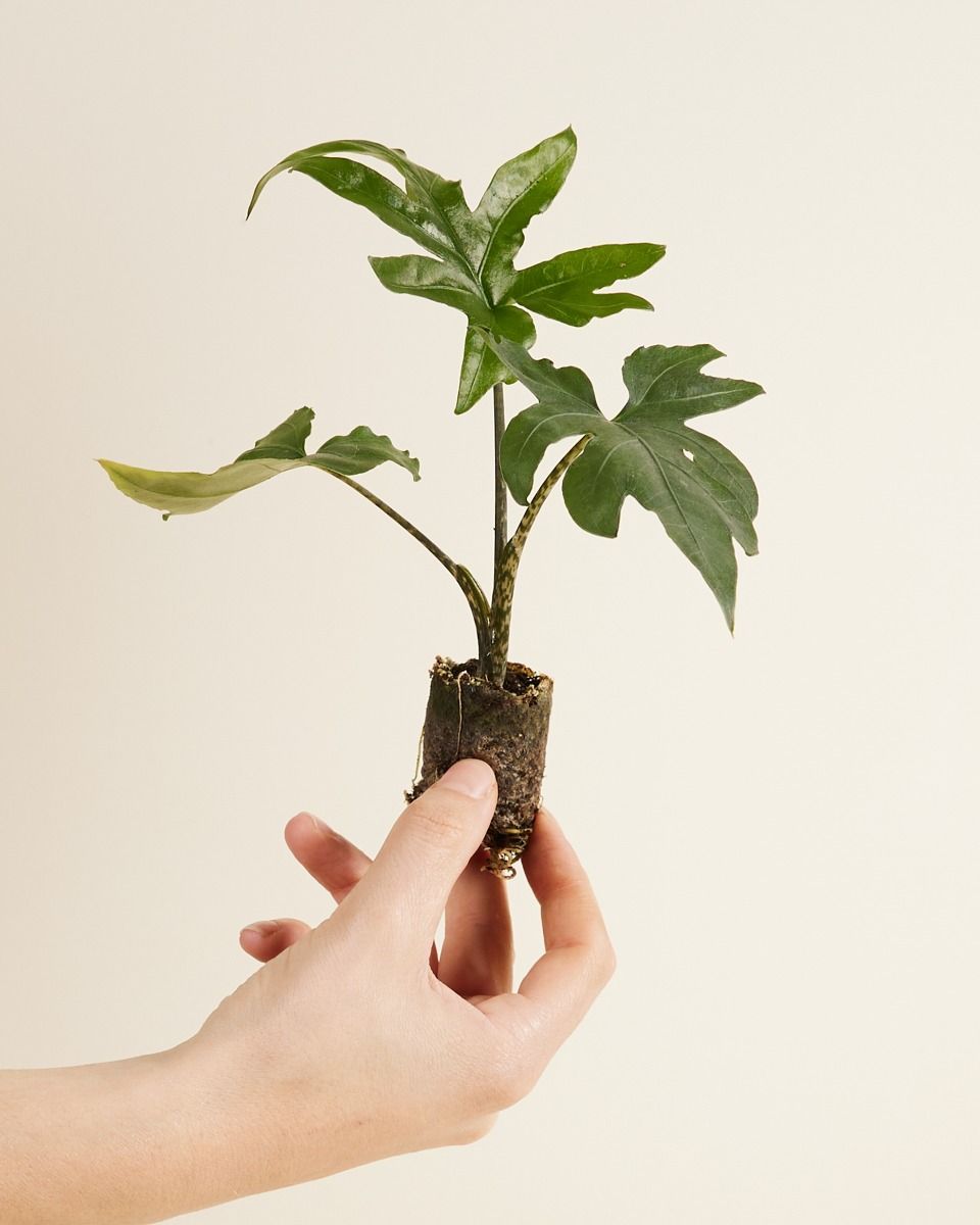 Baby Alocasia Elefantenohr Brancifolia Pink Passion