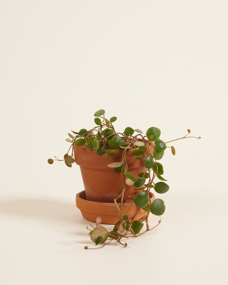 Baby Peperomia Zwergpfeffer Pepperspot