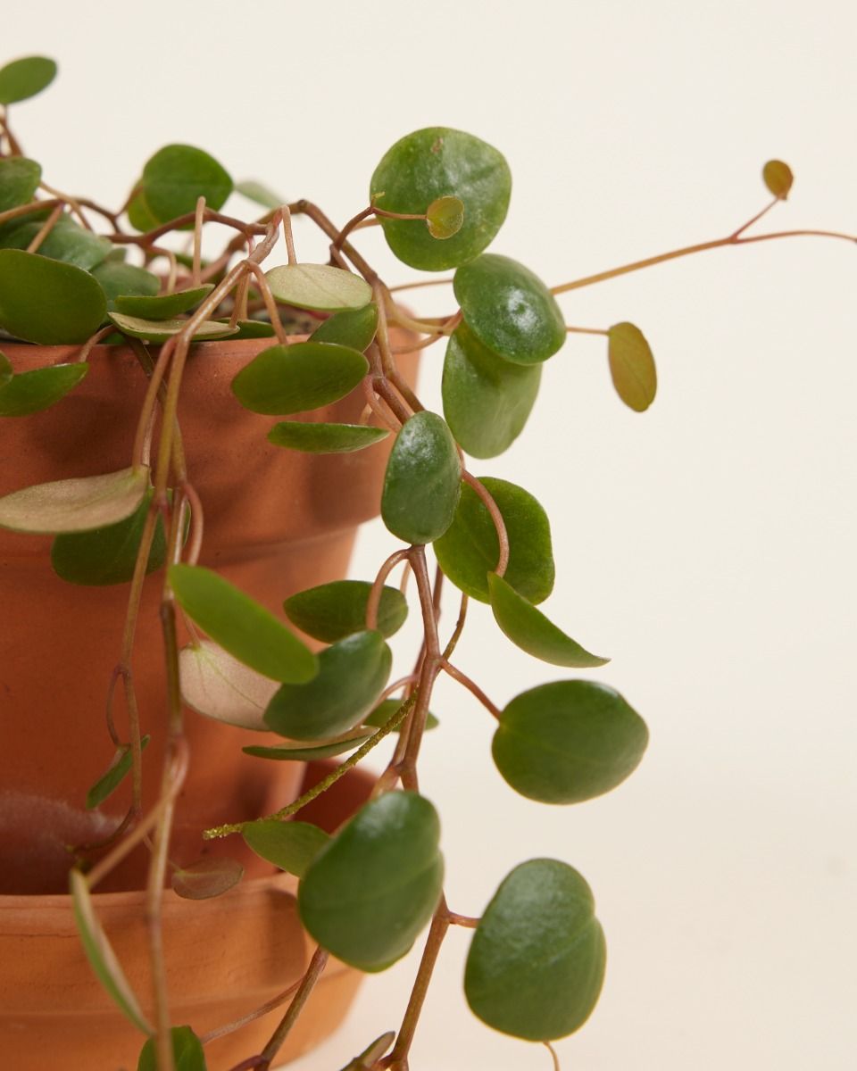 Baby Peperomia Zwergpfeffer Pepperspot