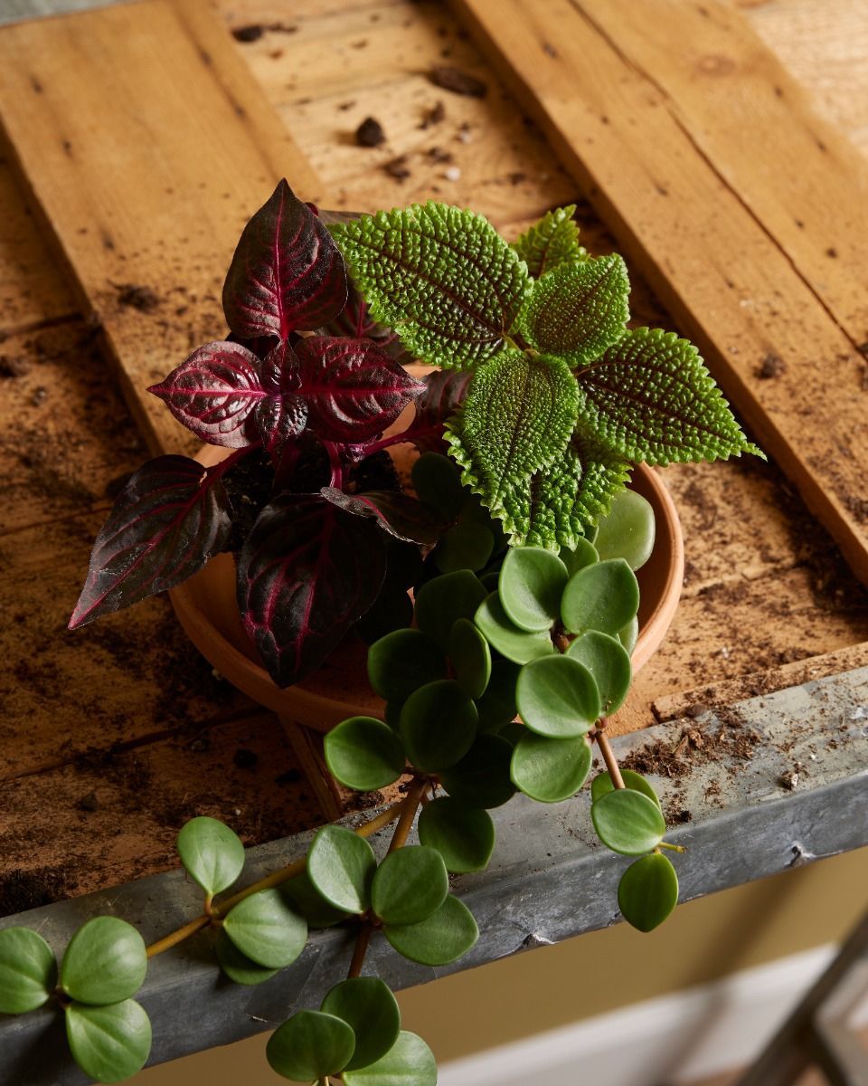 Baby Peperomia Zwergpfeffer Hope