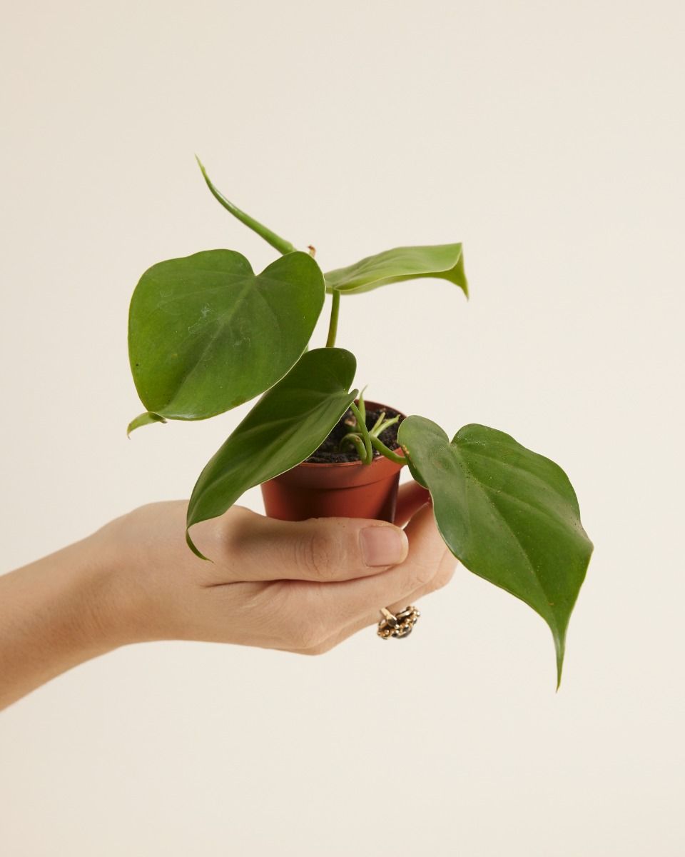 Baby Philodendron Baumfreund Scandens