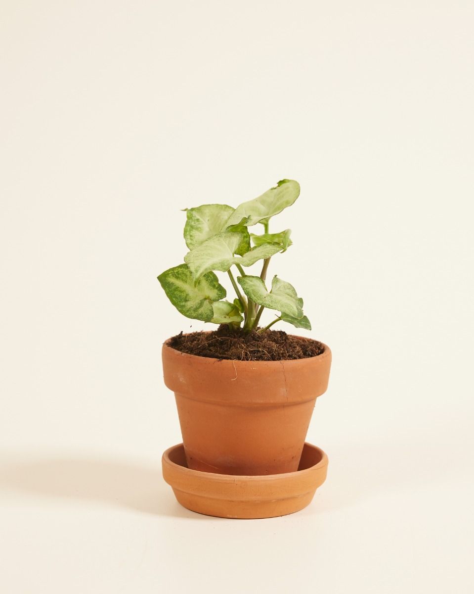 Baby Syngonium Arrowhead White Butterfly