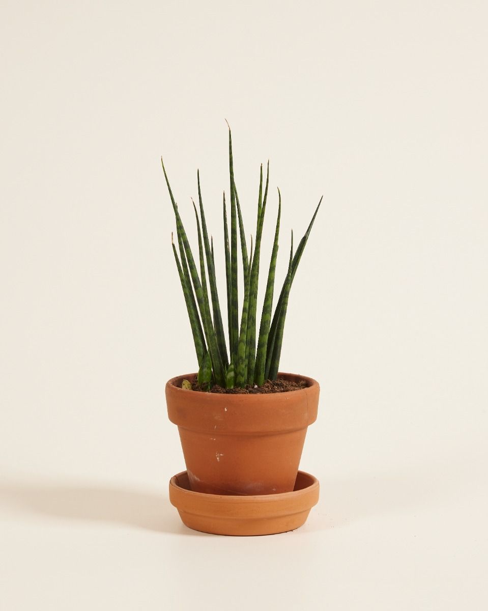 Baby Sansevieria Snake plant Fernwood Mikado