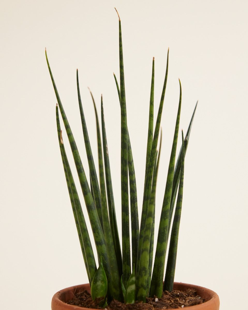 Baby Sansevieria Snake plant Fernwood Mikado