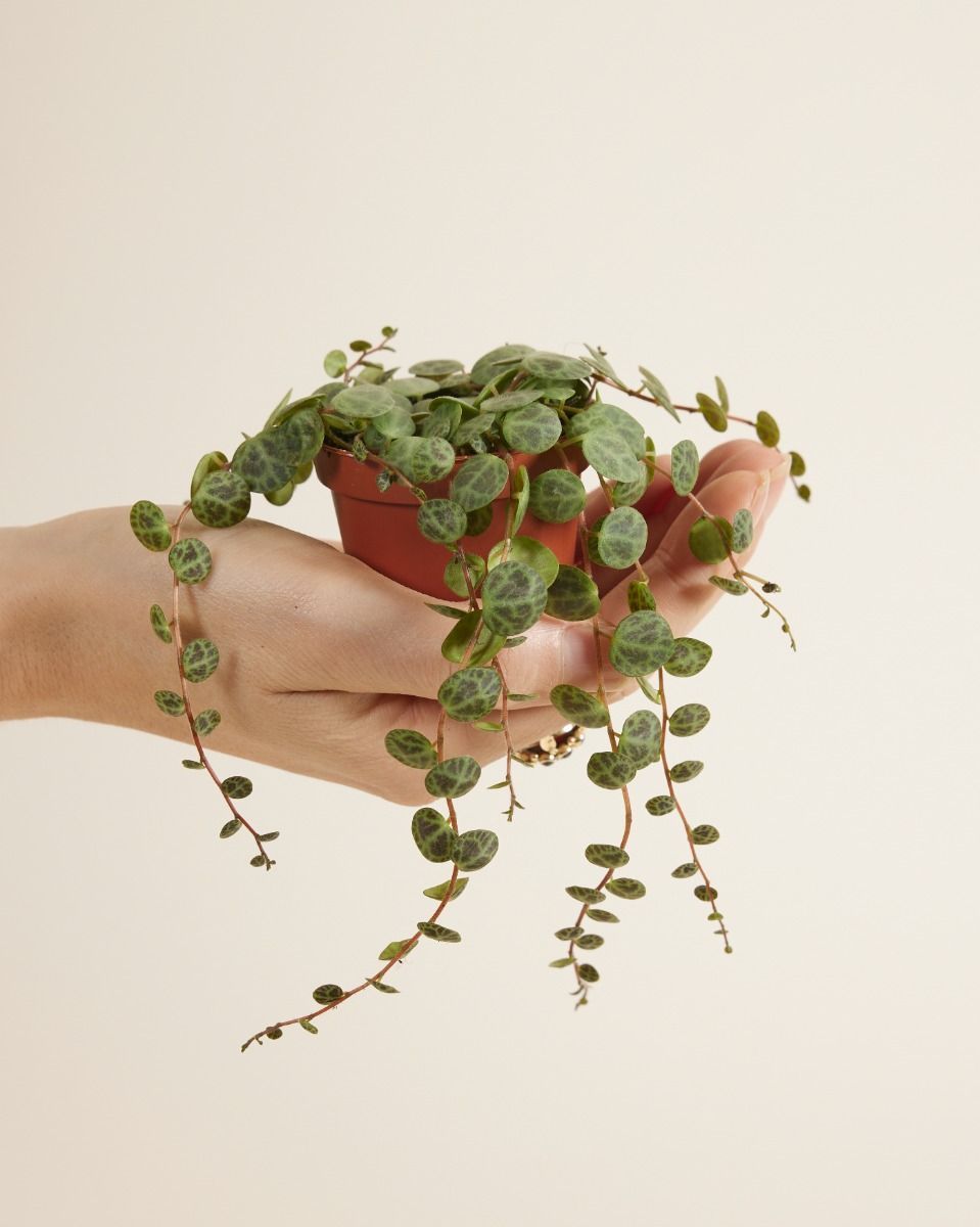 Baby Peperomia Zwergpfeffer Prostrata