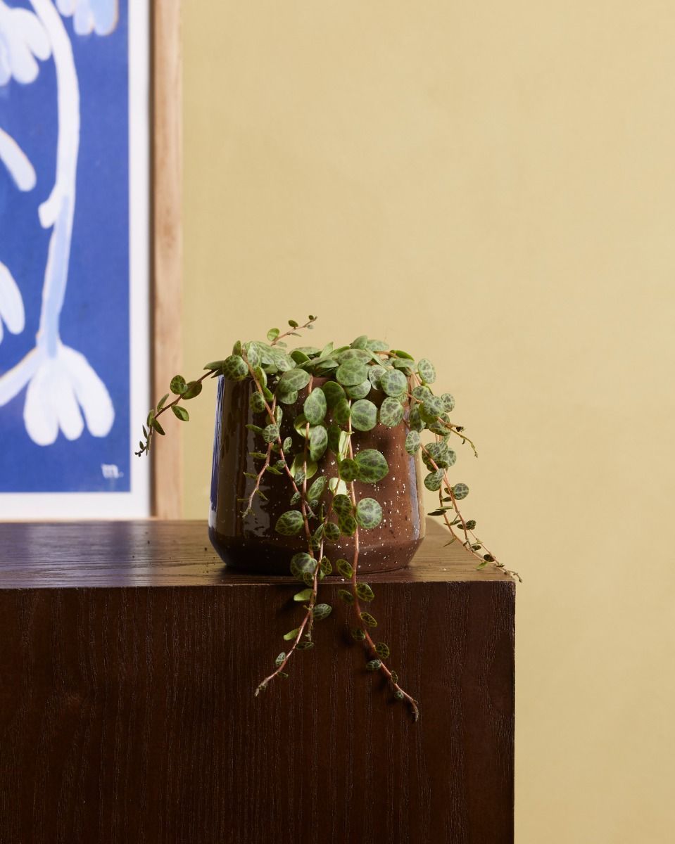 Baby Peperomia Zwergpfeffer Prostrata
