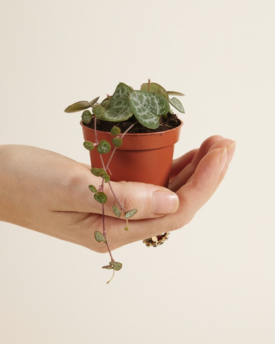 Baby Ceropegia Woodii Leuchterblume Woodii