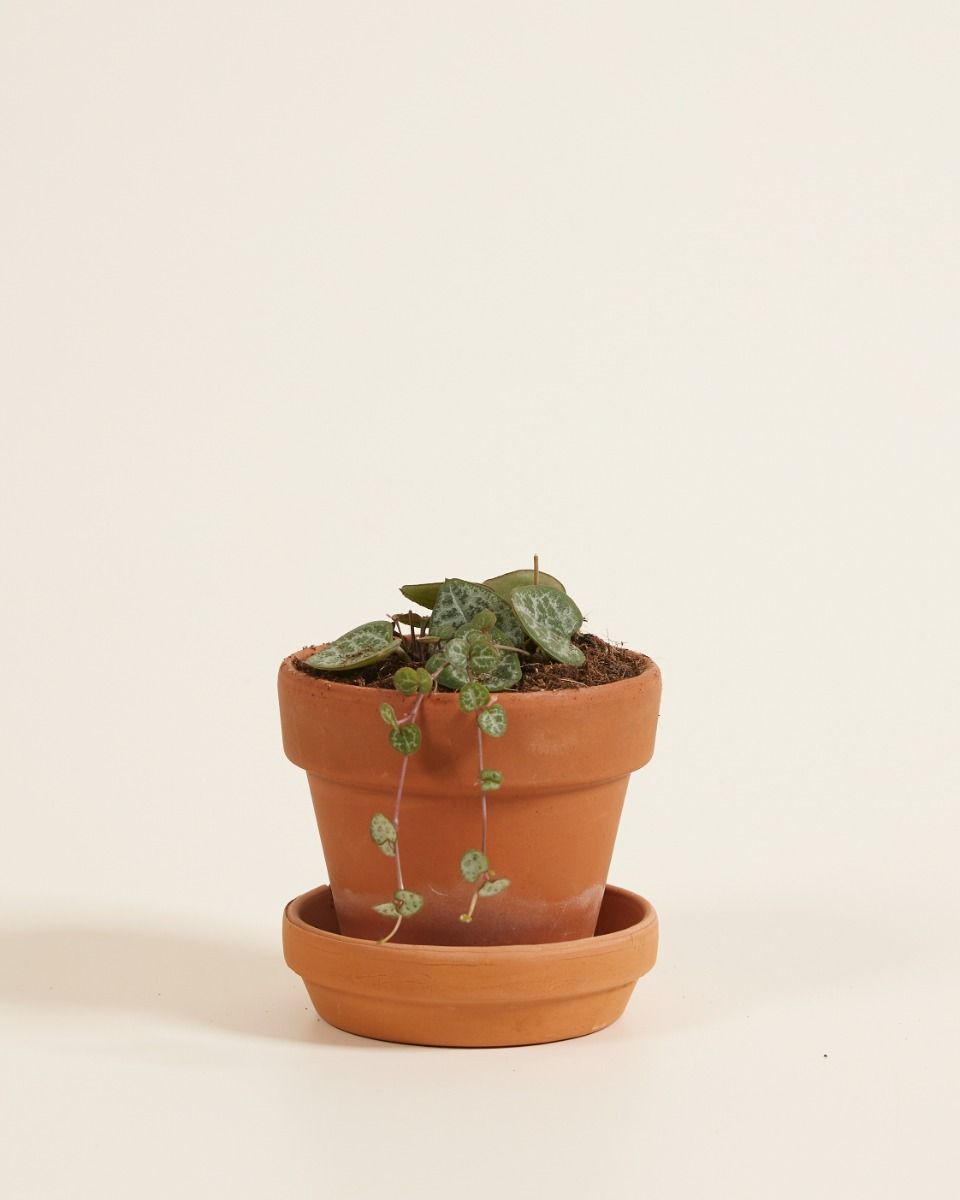 Baby Ceropegia Woodii Leuchterblume Woodii