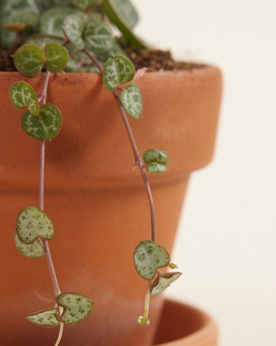 Baby Ceropegia Woodii Leuchterblume Woodii