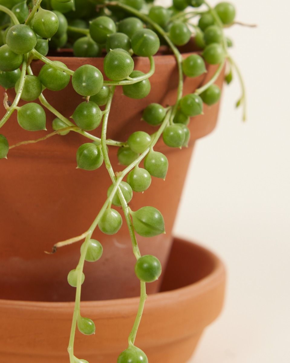 Baby Senecio String of pearls Rowleyanus