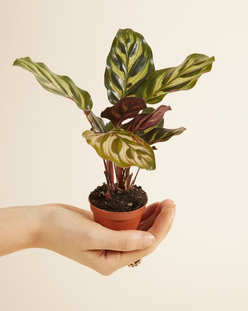 Baby Calathea Pfeilwurze Makoyana