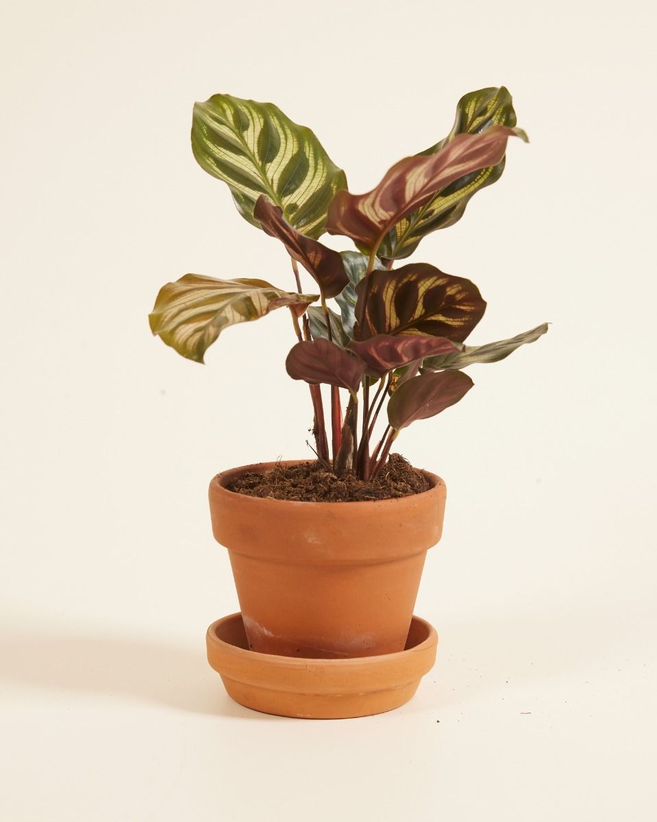 Baby Calathea Pfeilwurze Makoyana