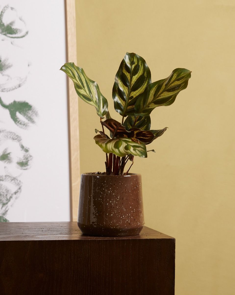 Baby Calathea Pfeilwurze Makoyana