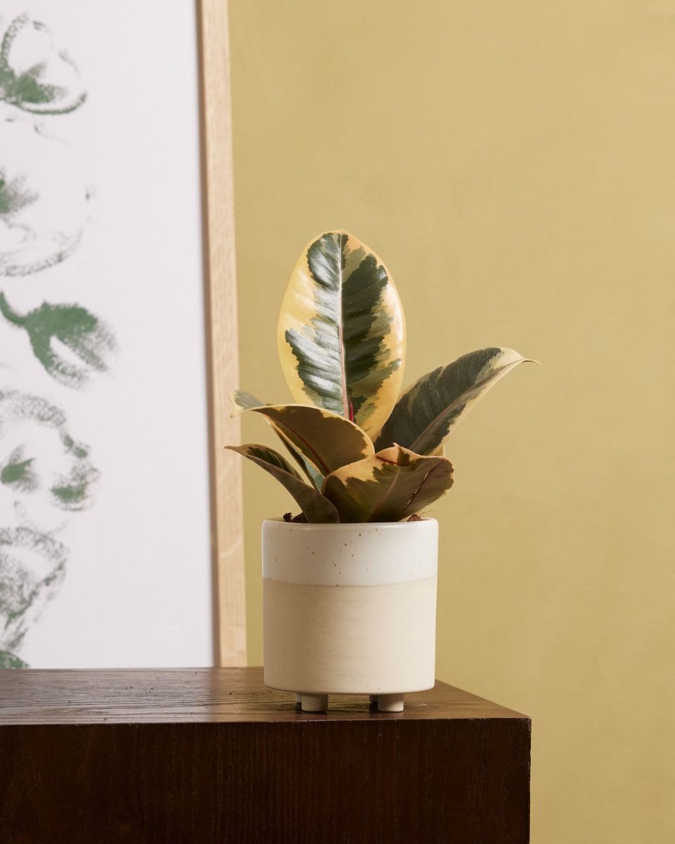 Baby Ficus Rubber tree plant Tineke
