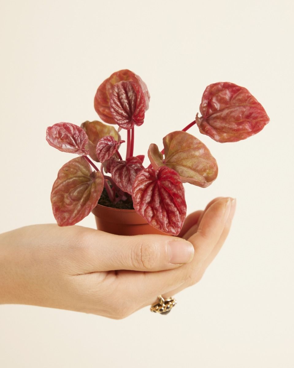 Baby Peperomia Zwergpfeffer Quito