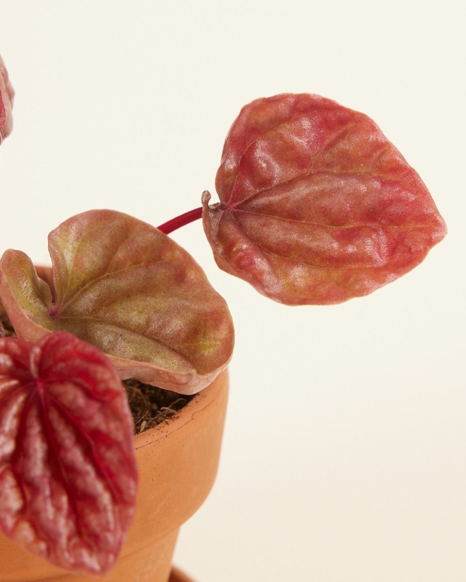 Baby Peperomia Zwergpfeffer Quito