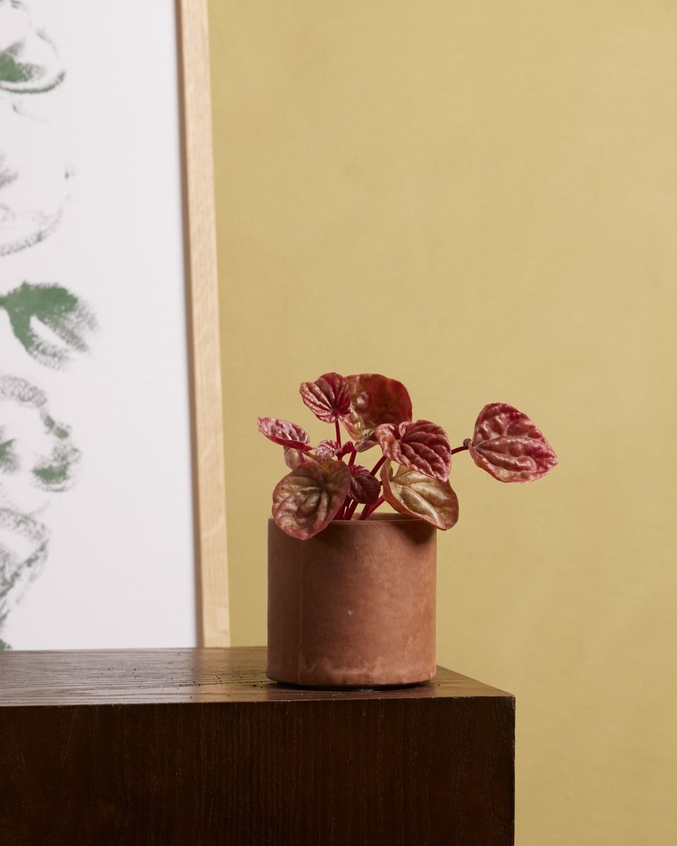Baby Peperomia Zwergpfeffer Quito