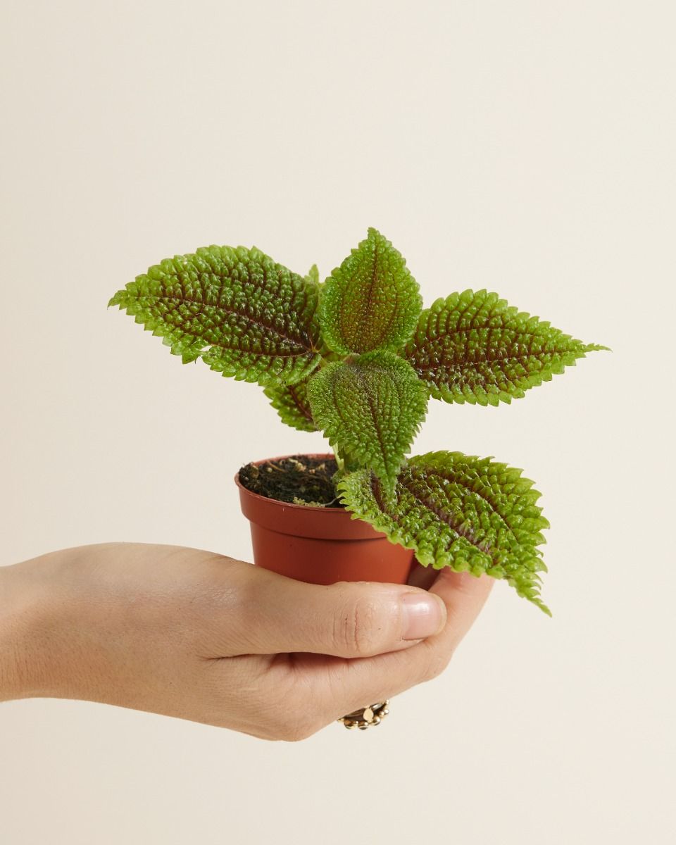 Baby Pilea Ufopflanze Moon Valley