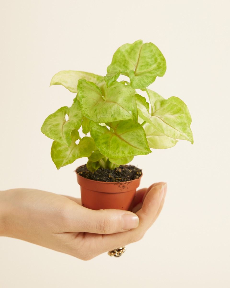 Baby Syngonium Arrowhead Golden Allusion