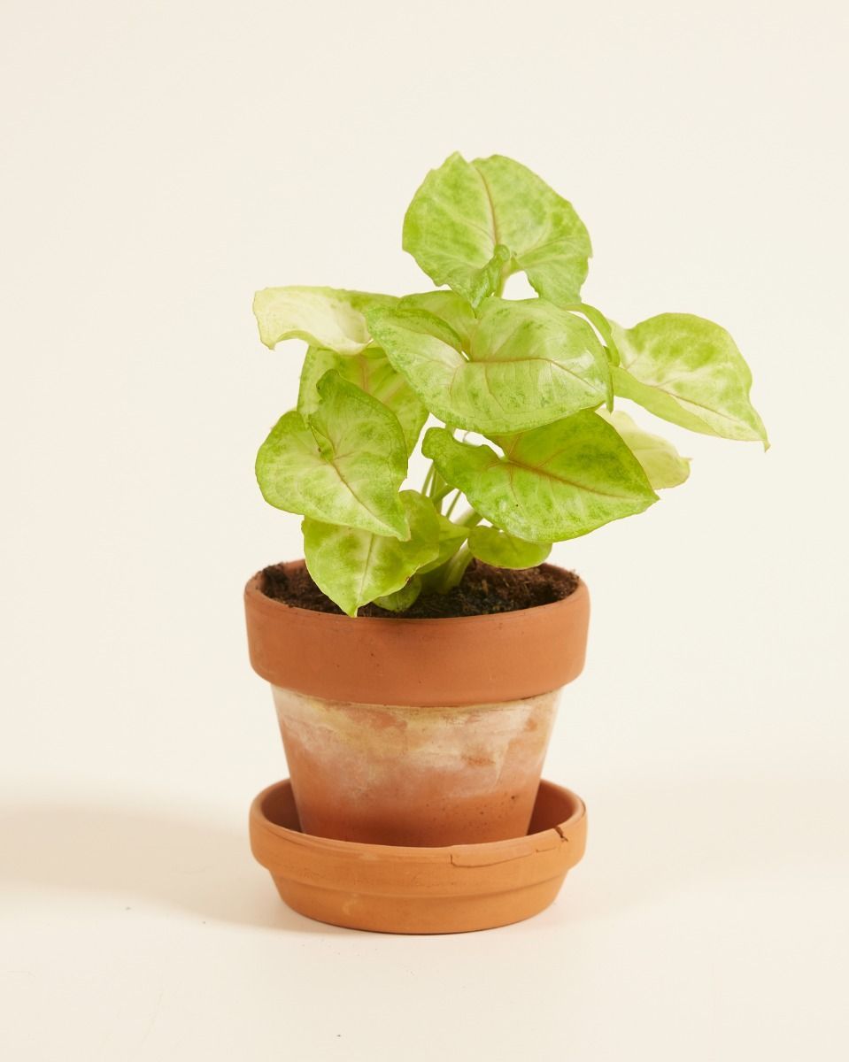 Baby Syngonium Arrowhead Golden Allusion