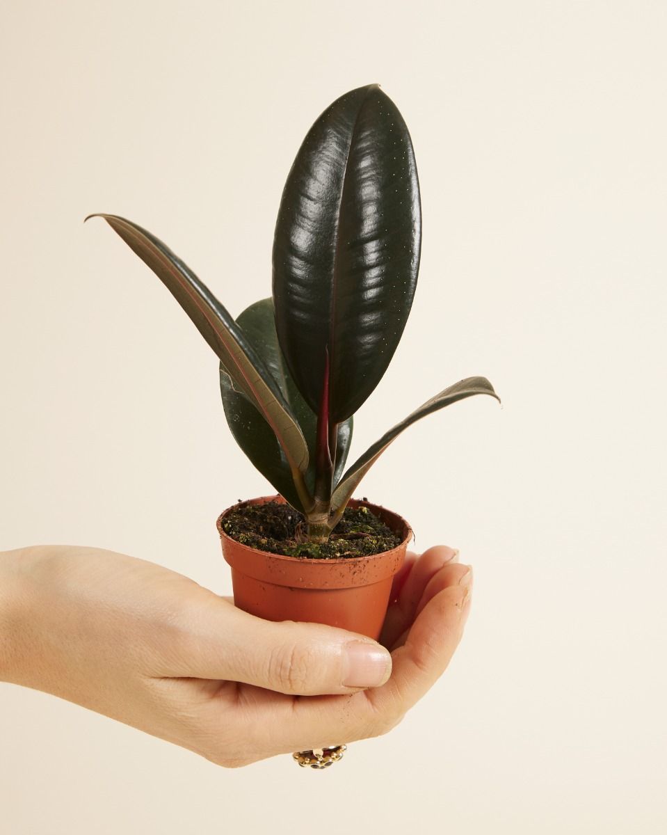 Baby Ficus Rubber tree plant Elastica Robusta