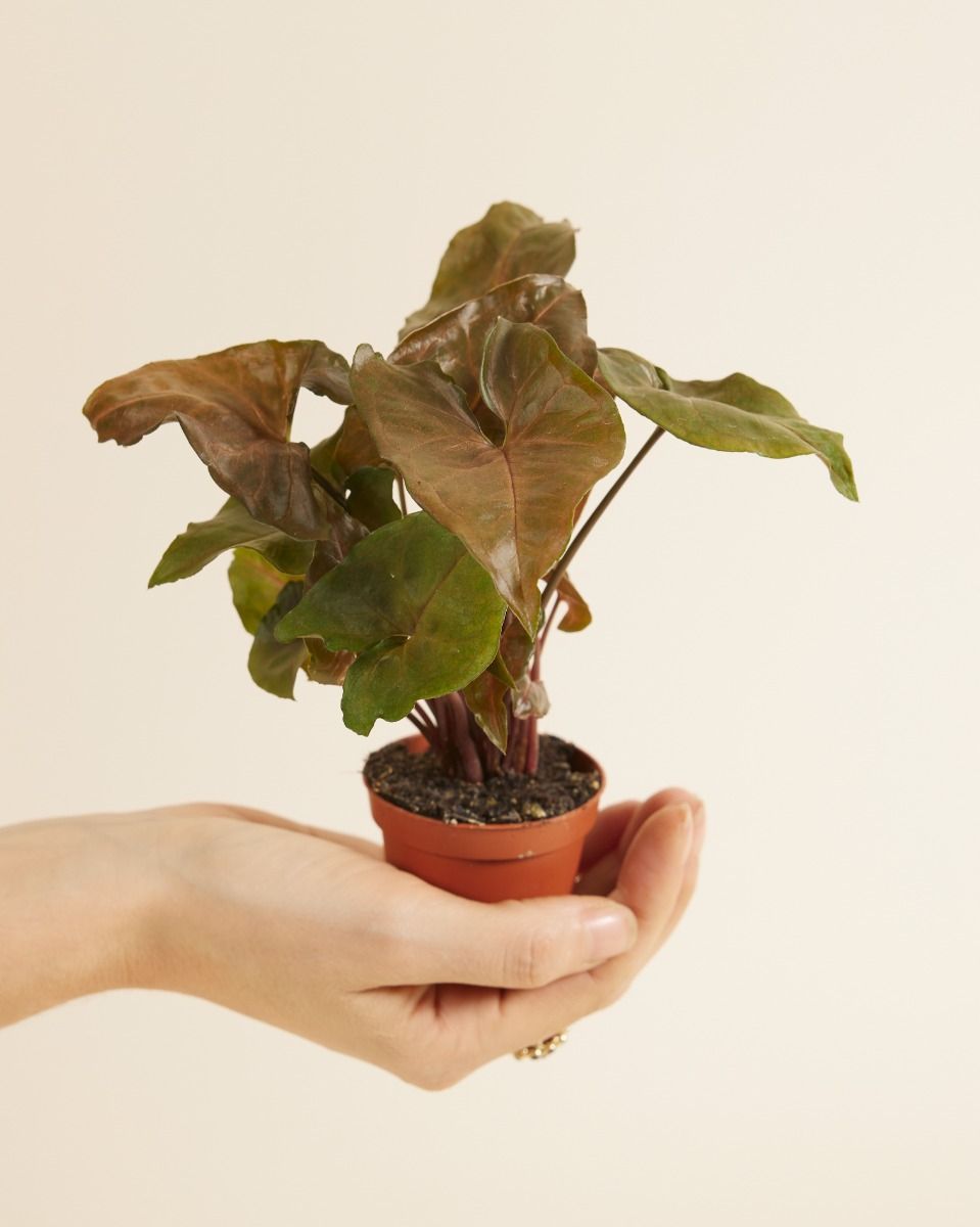 Baby Syngonium Arrowhead Maria Allusion