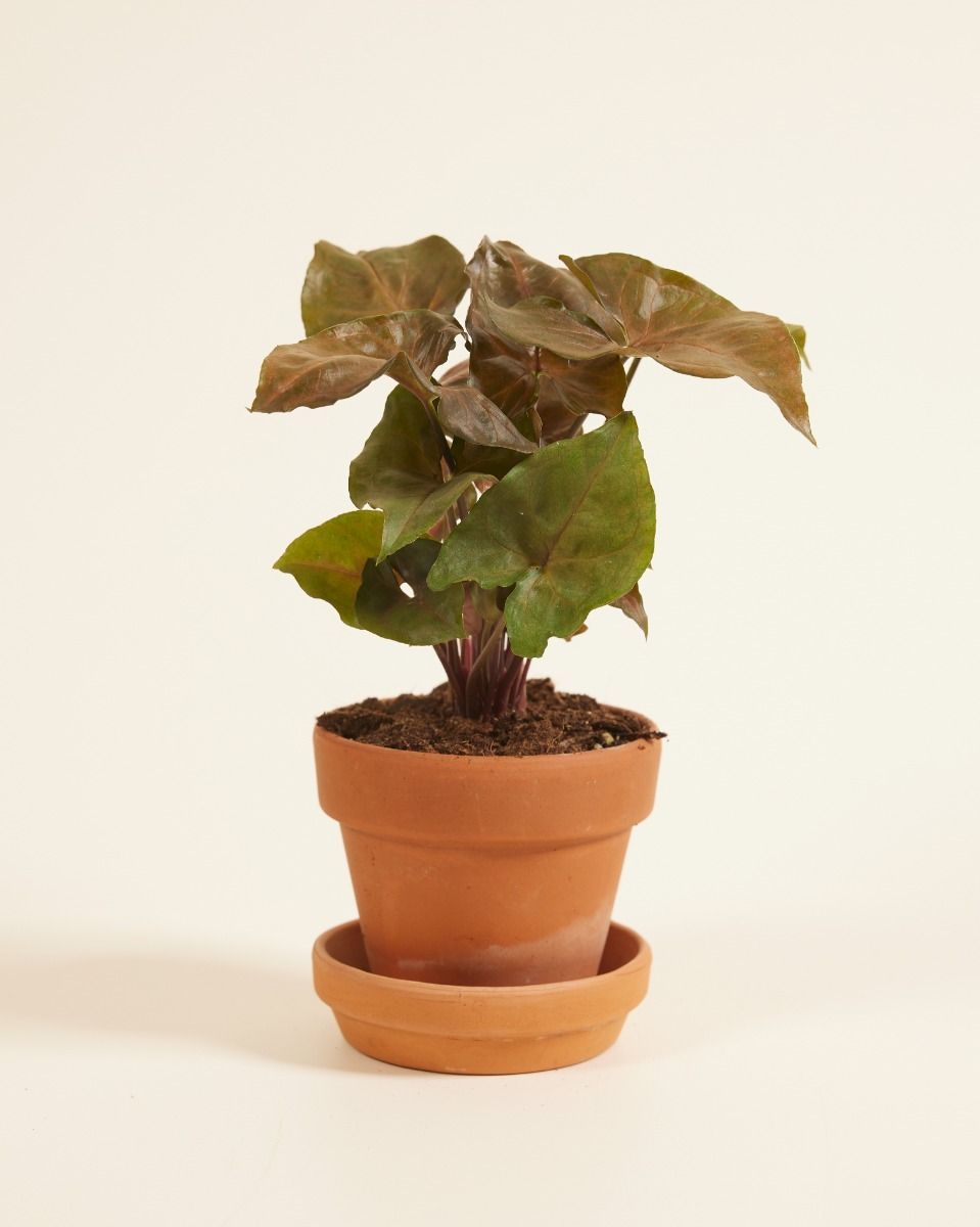 Baby Syngonium Arrowhead Maria Allusion