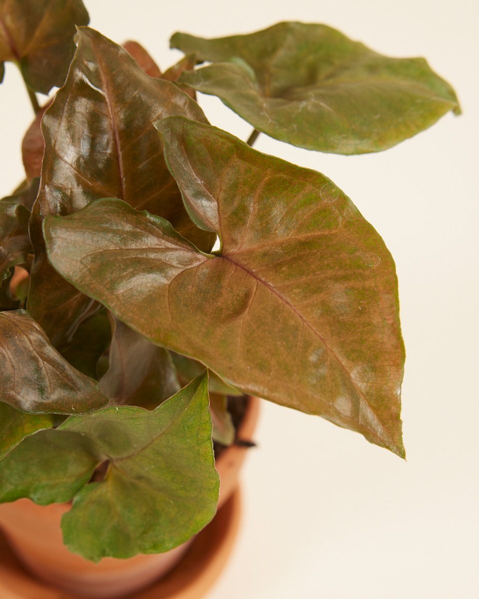 Baby Syngonium Arrowhead Maria Allusion