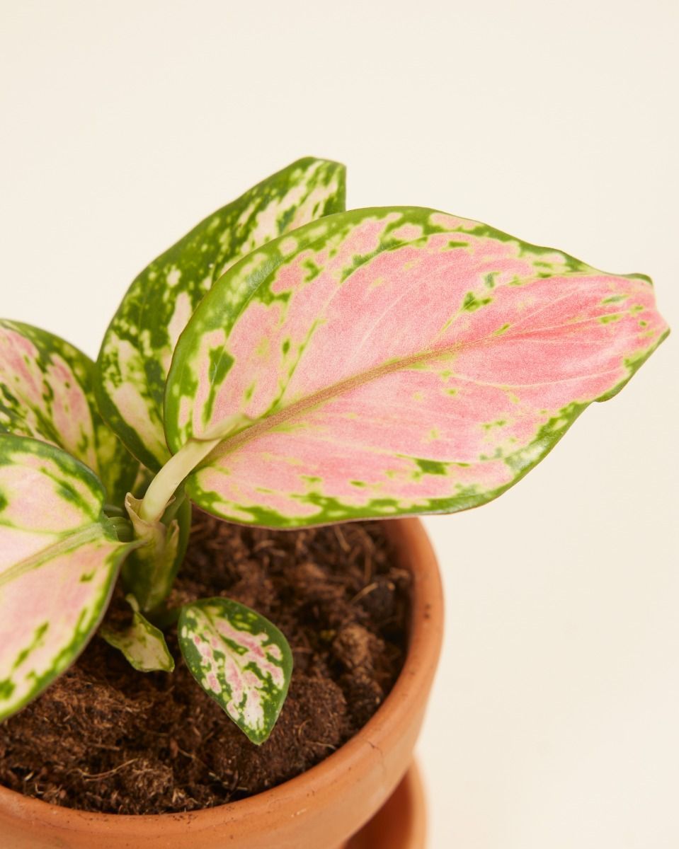 Baby Aglaonema Kolbenfaden Red Valentine 