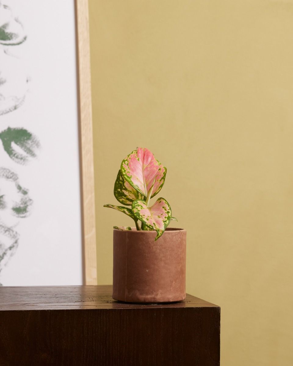 Baby Aglaonema Kolbenfaden Red Valentine 