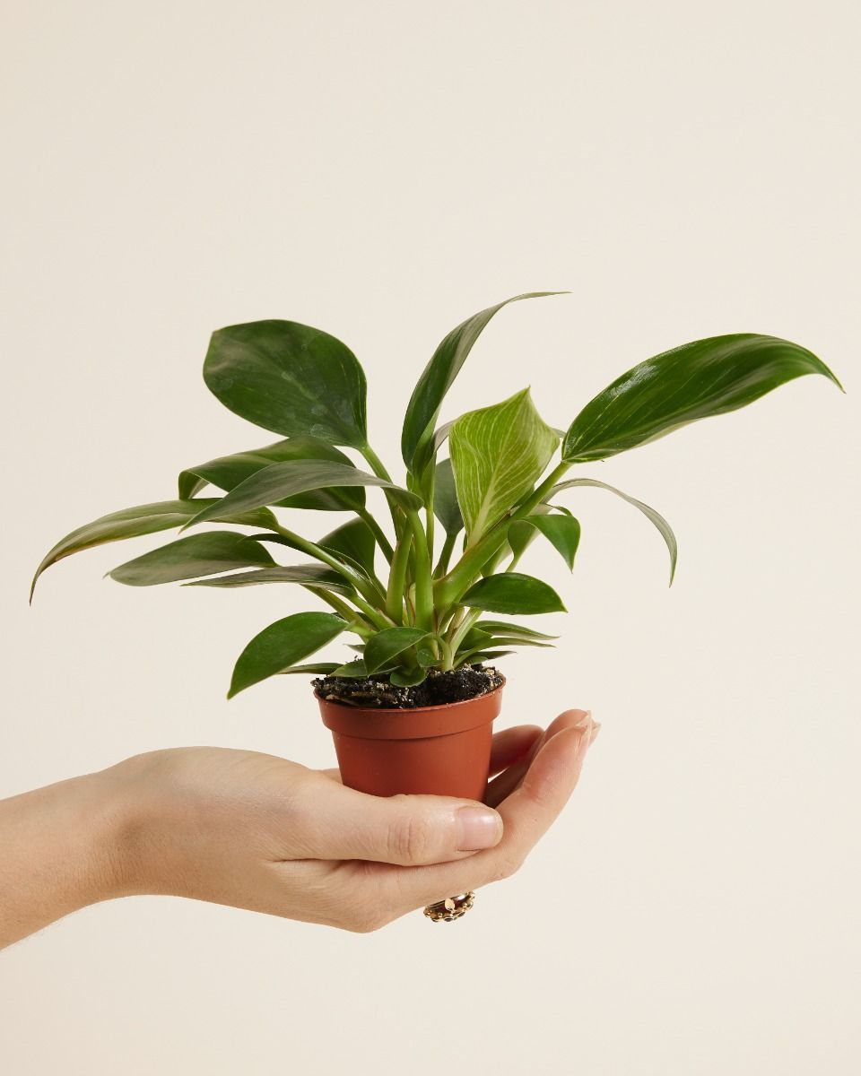 Baby Philodendron Baumfreund Birkin