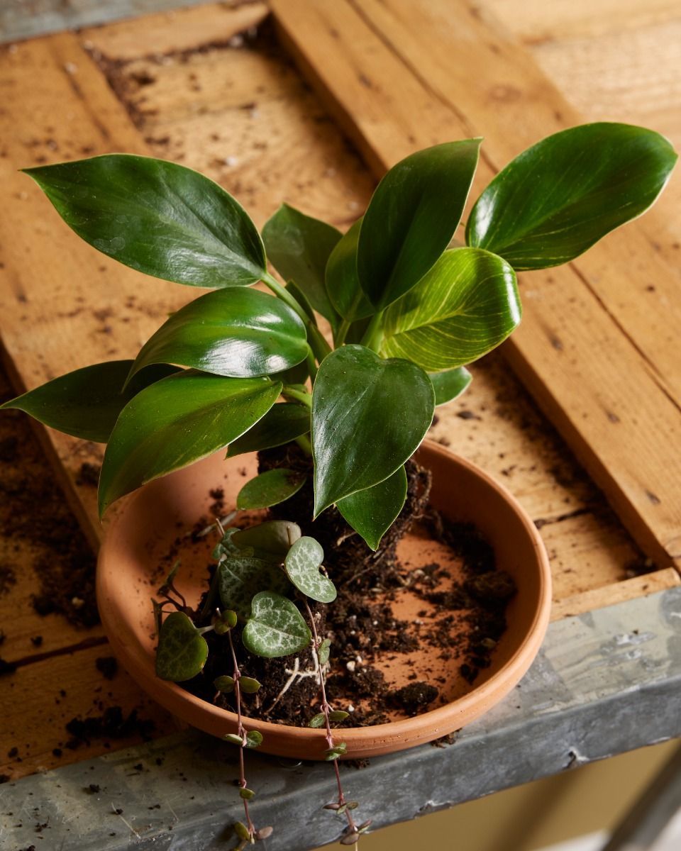 Baby Philodendron Baumfreund Birkin