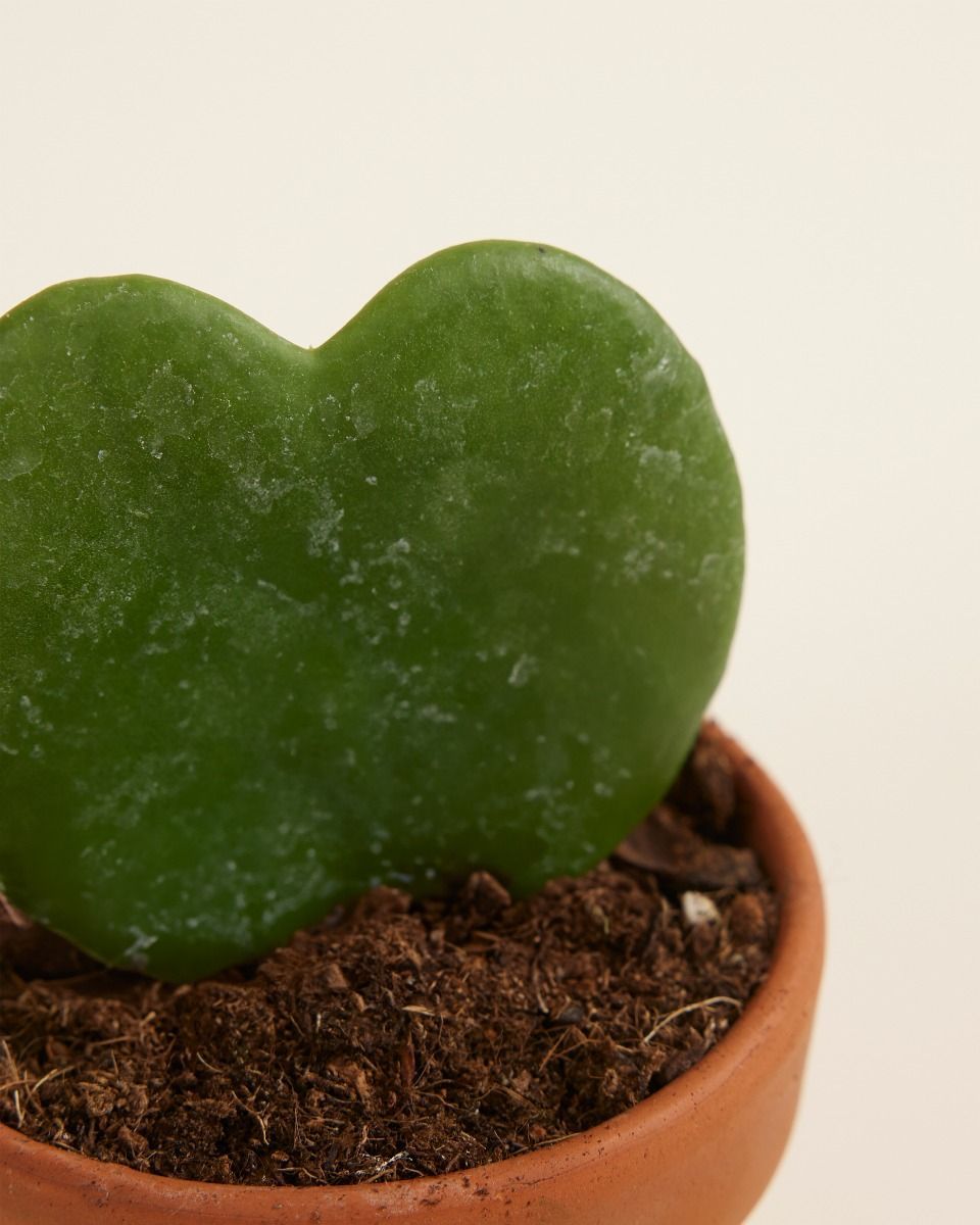 Baby Hoya Sweetheart plant Kerrii