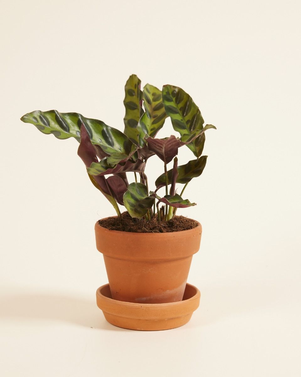 Baby Calathea Pfeilwurze Lancifolia Insigne