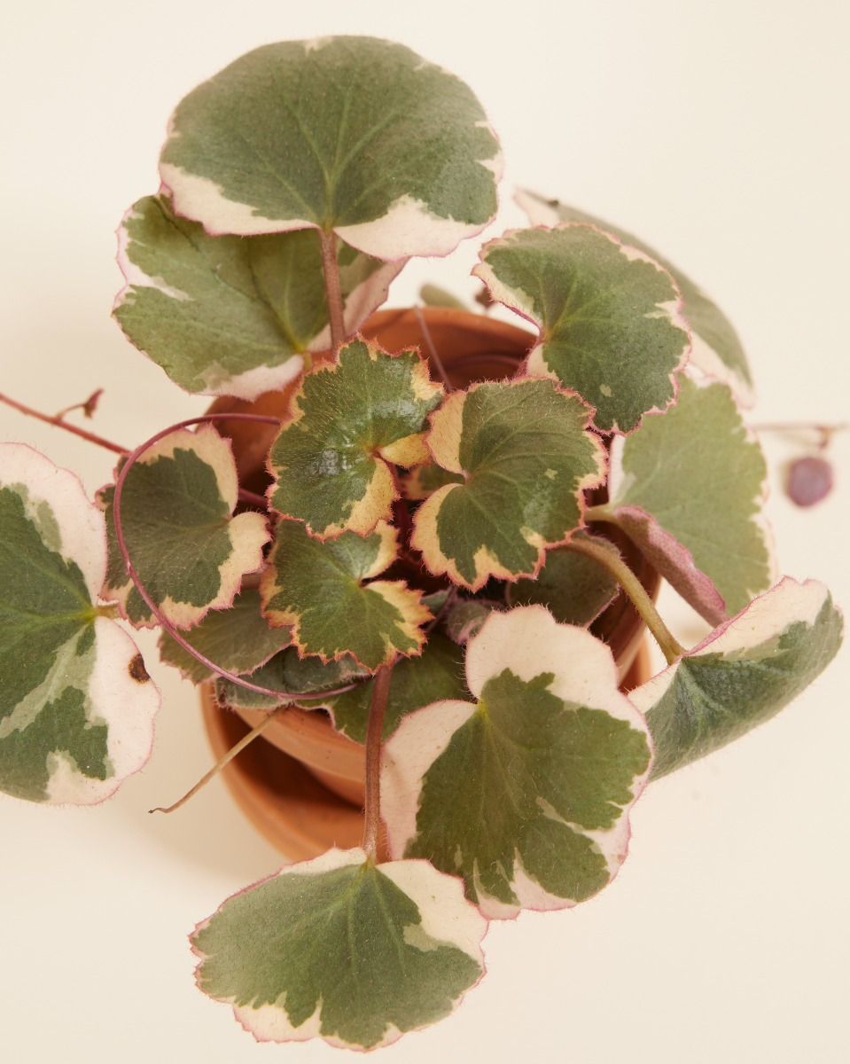 Baby Saxifraga Strawberry Saxifraga Tricolor