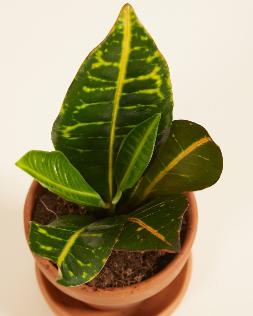 Baby Codiaeum Fire croton Petra