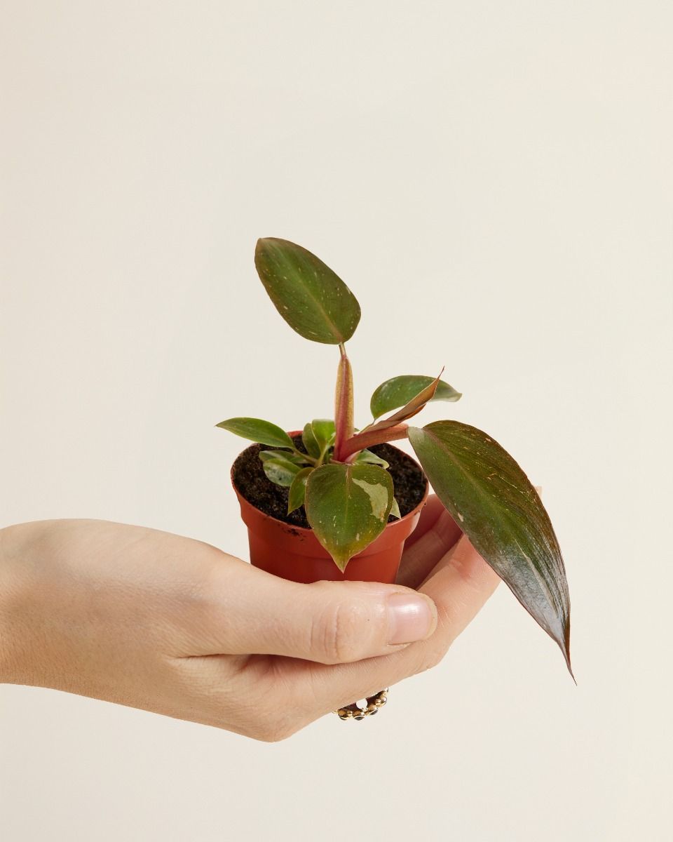 Baby Philodendron Baumfreund Pink Princess