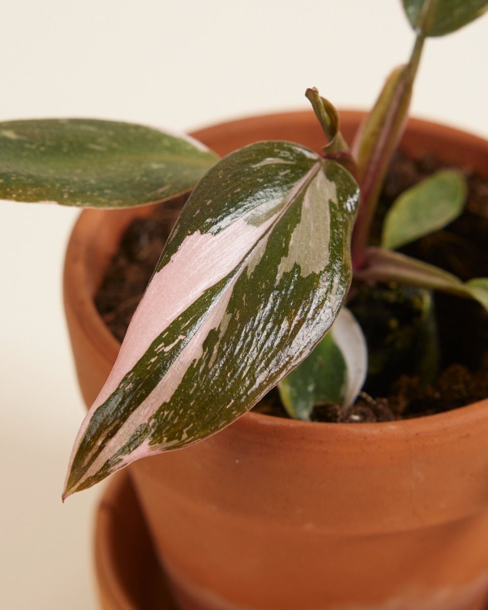 Baby Philodendron Baumfreund Pink Princess