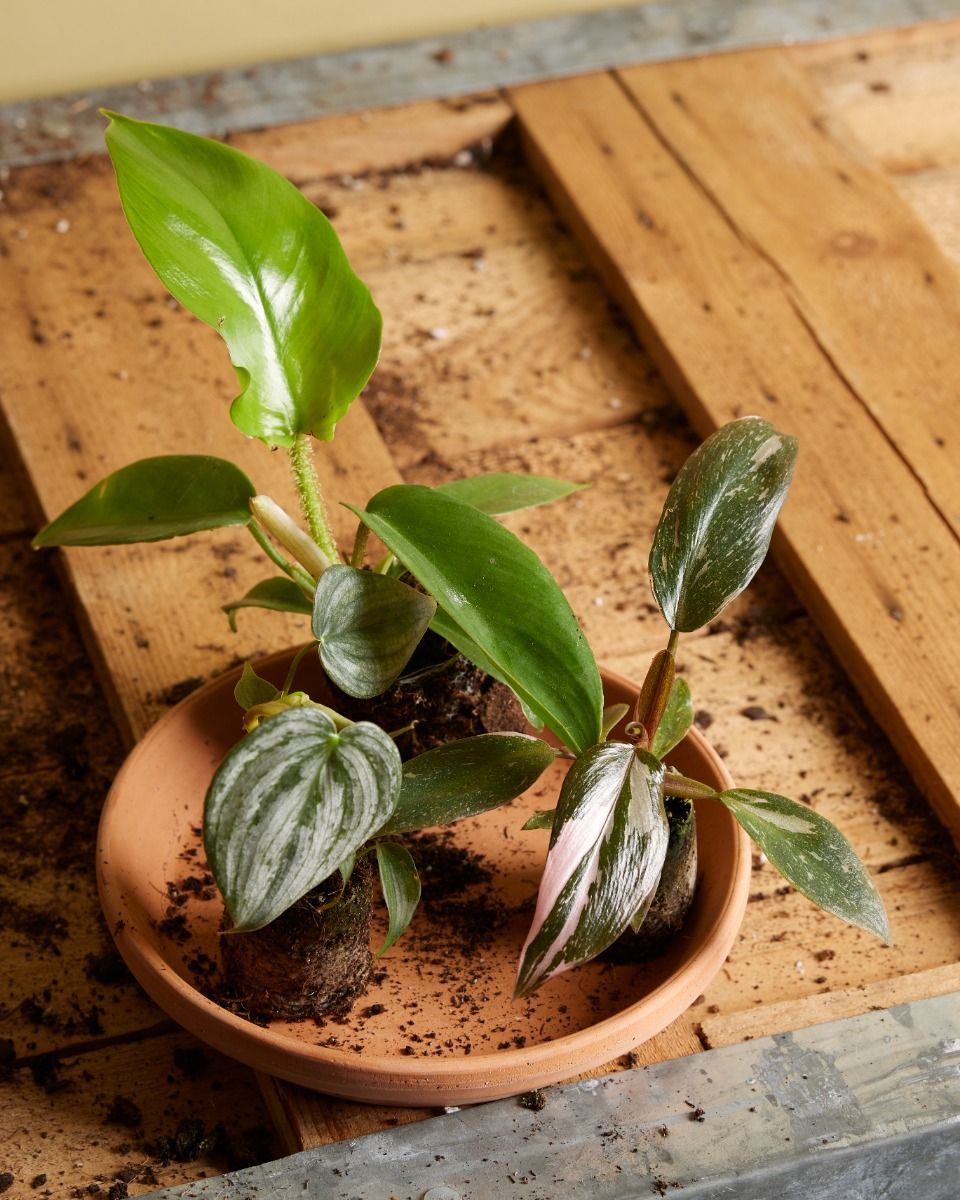 Baby Philodendron Baumfreund Pink Princess