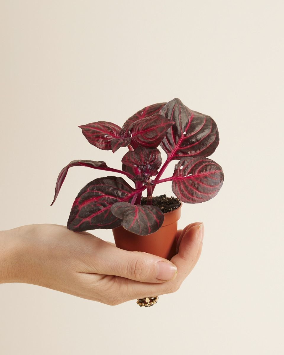 Baby Herbstii Beefsteak plant Bloodleaf