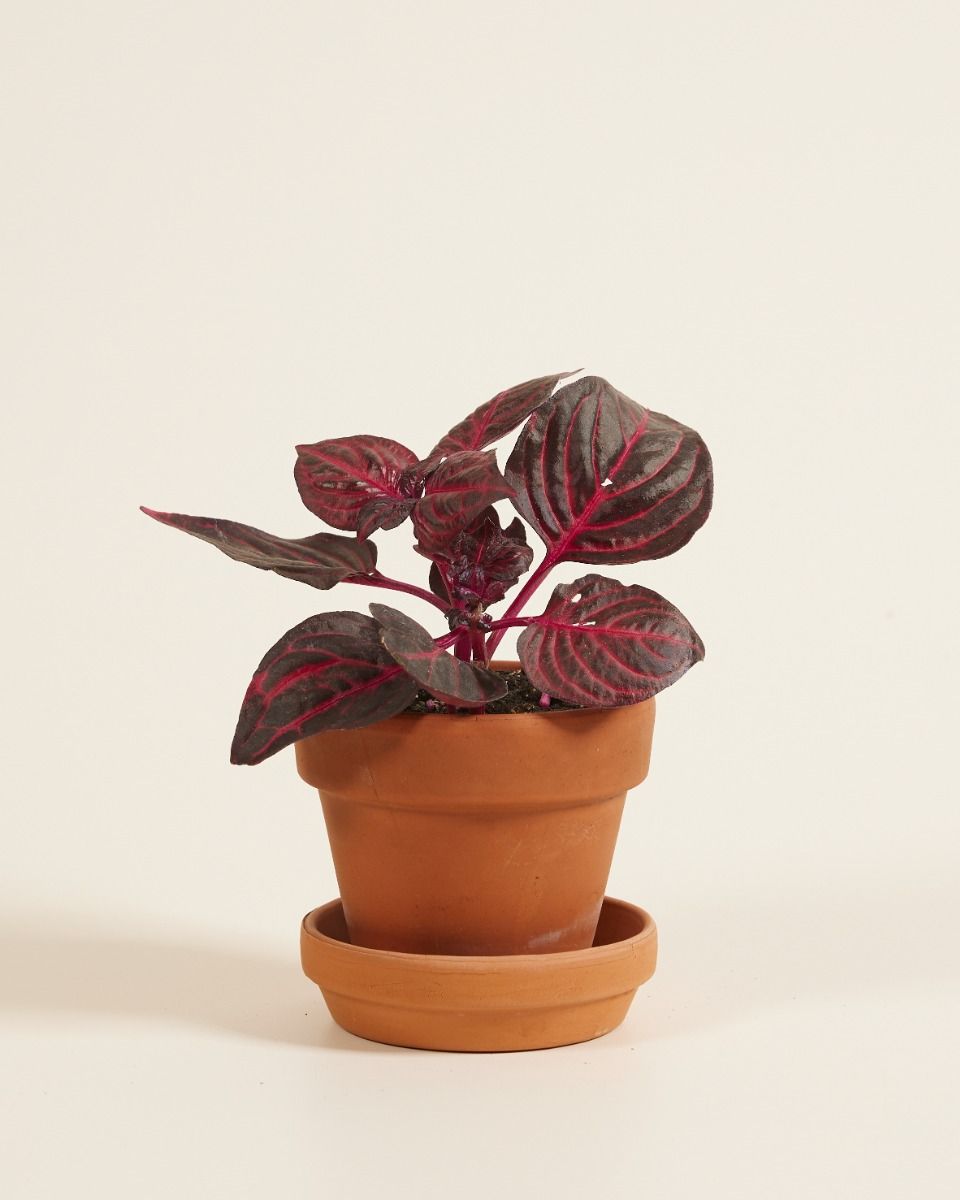 Baby Herbstii Beefsteak plant Bloodleaf