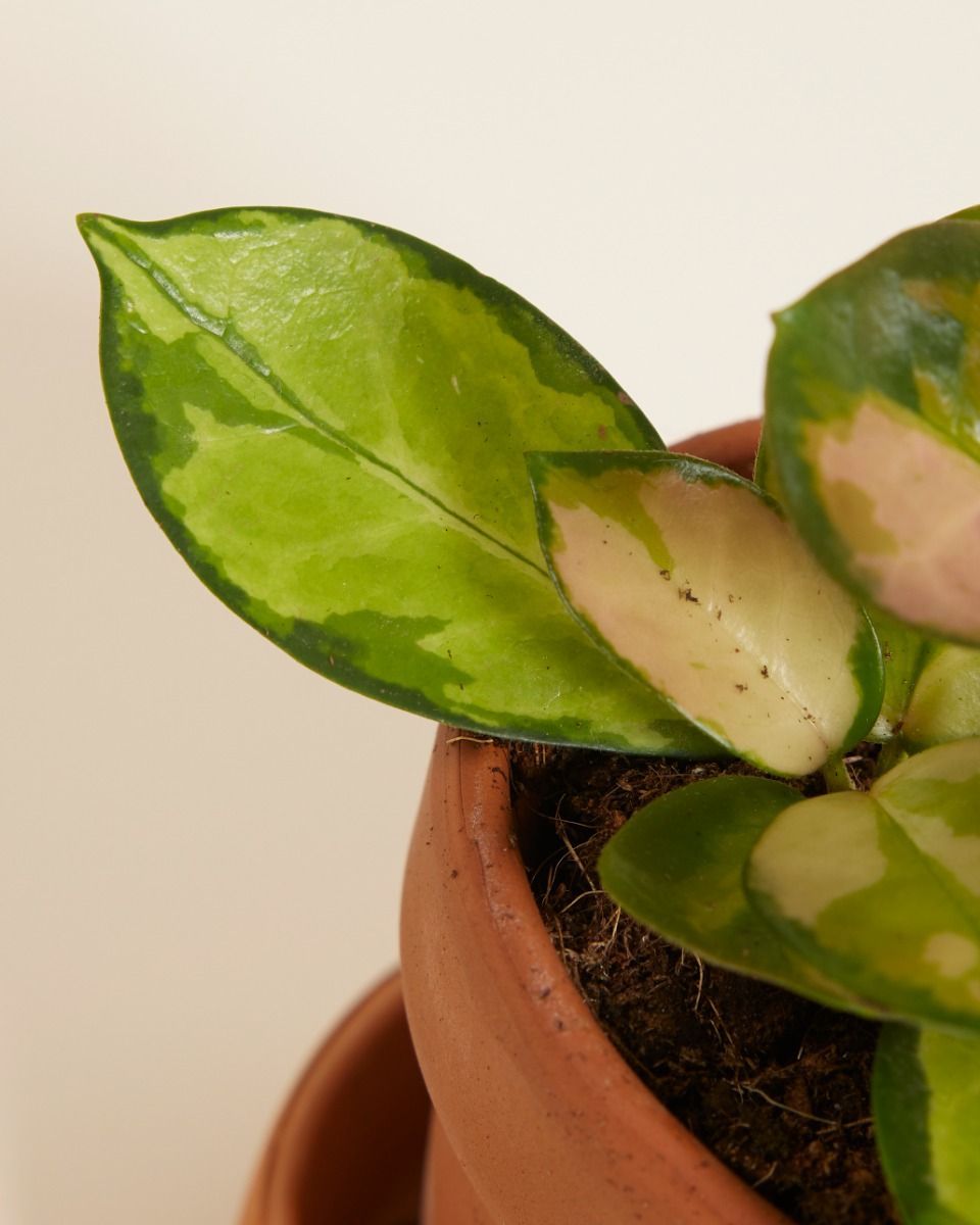 Baby Hoya Wax plant Australis Lisa