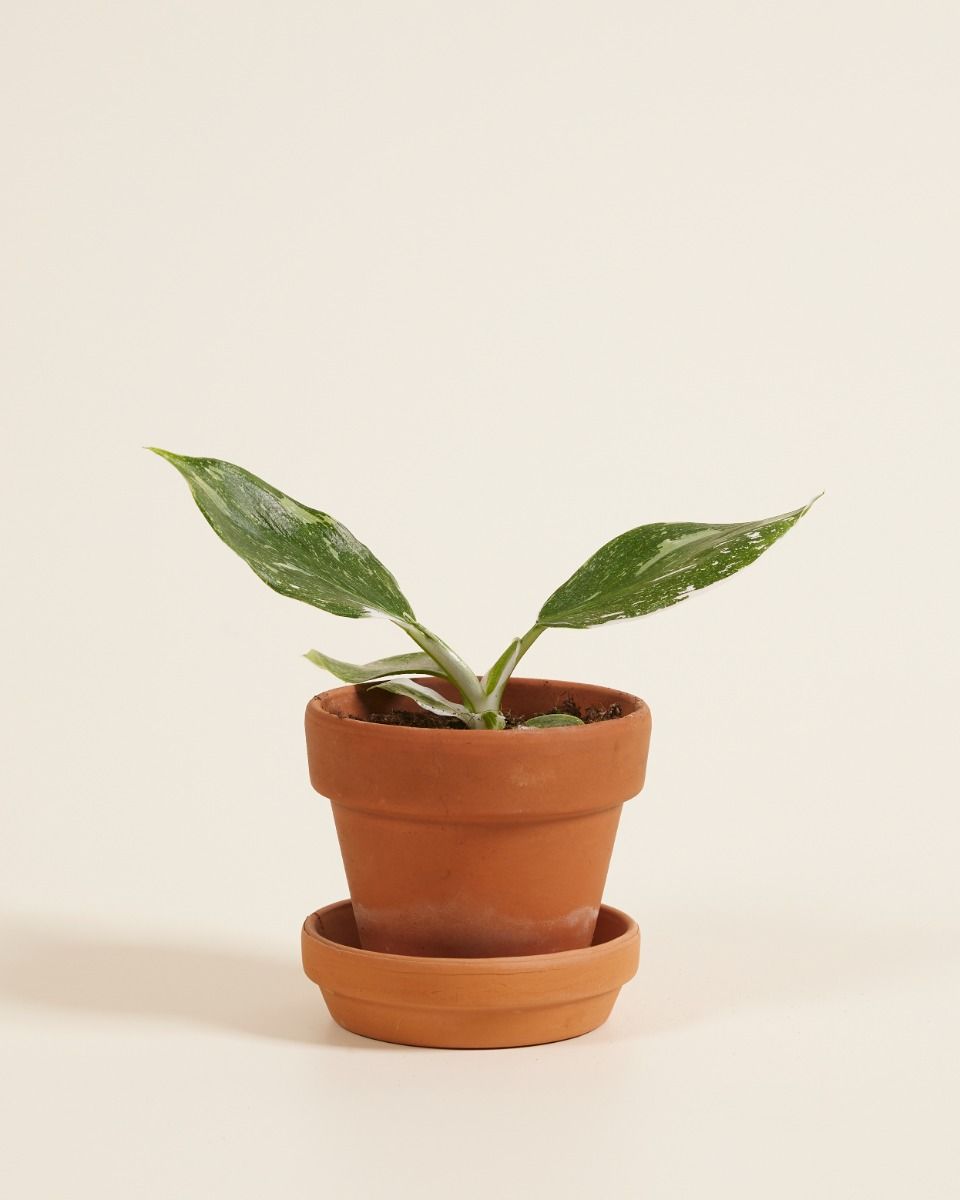 Baby Philodendron Baumfreund White Wizard