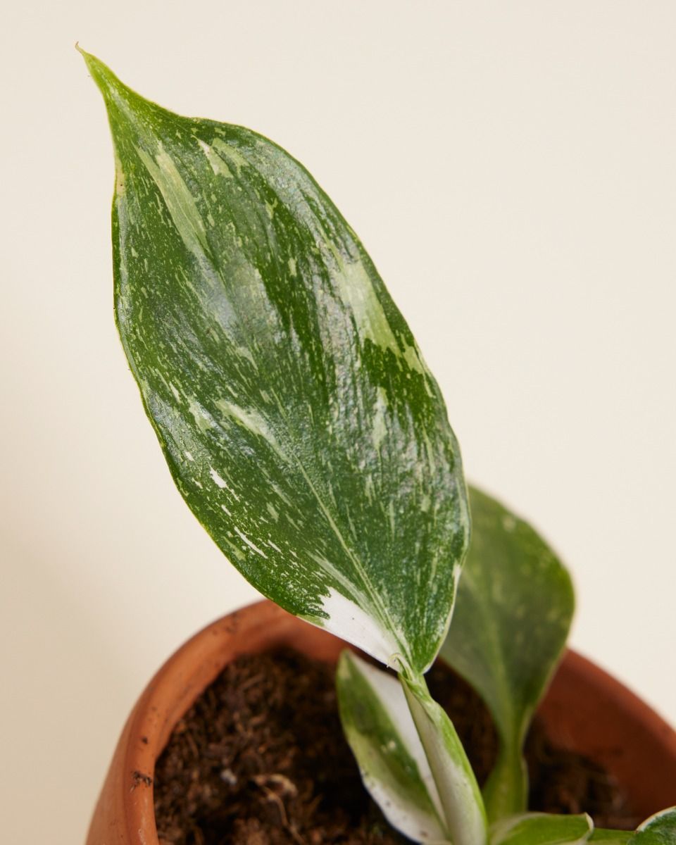 Baby Philodendron Baumfreund White Wizard